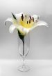 Glass with a flower