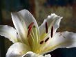White lily