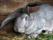 grey rabbit portrait