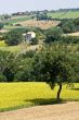 Marche - Landscape at summer