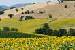 Marche - Landscape with sunflowers