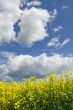 Yellow Meadow Flowers
