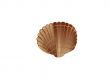 scallop shell