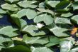 Background picture of morass with water lily