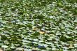 Nice wallpaper of a lake with the water lilies