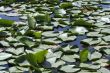 Background picture of morass with water lilies