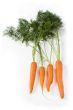 Fresh carrots with leafs on white
