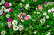 Field of flowers