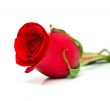 Red rose 2