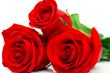 red roses