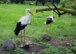 storks