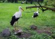 storks