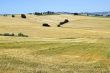 Marche - Landscape near Cingoli
