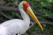 Painted Stork B