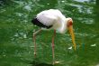 Painted Stork C