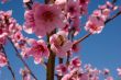 peach blossom on blue sky
