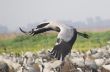 Migrate of birds