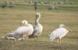 Migrating pelicanes