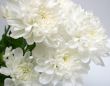 white flowers