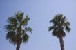 palm trees