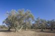 olive tree