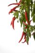 peppers