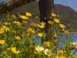 yellow flowers