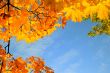 frame by maple leaves in city park on sun day