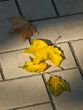 Autumn maple leaves