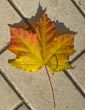 Autumn maple leaves