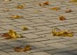 Autumn maple leaves
