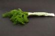Fresh green dill