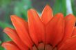 Red flower