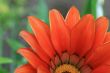 Red flower