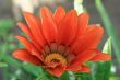 Red flower