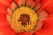 Red flower