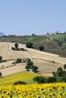 Marche - Landscape at summer