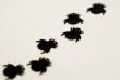 creepy crawly