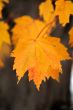 Fall Foliage