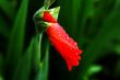 Beautiful red flower