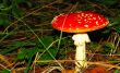 Red fungus