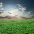 Field