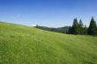 Field