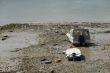 Low tide