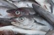 dead fishes
