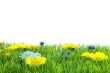 Grass with flowers
