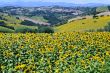 Marche - Landscape