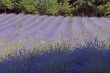 Conero (Ancona) - Field of lavender