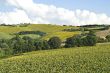 Landscape near Fermo