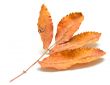 Autumn leaf